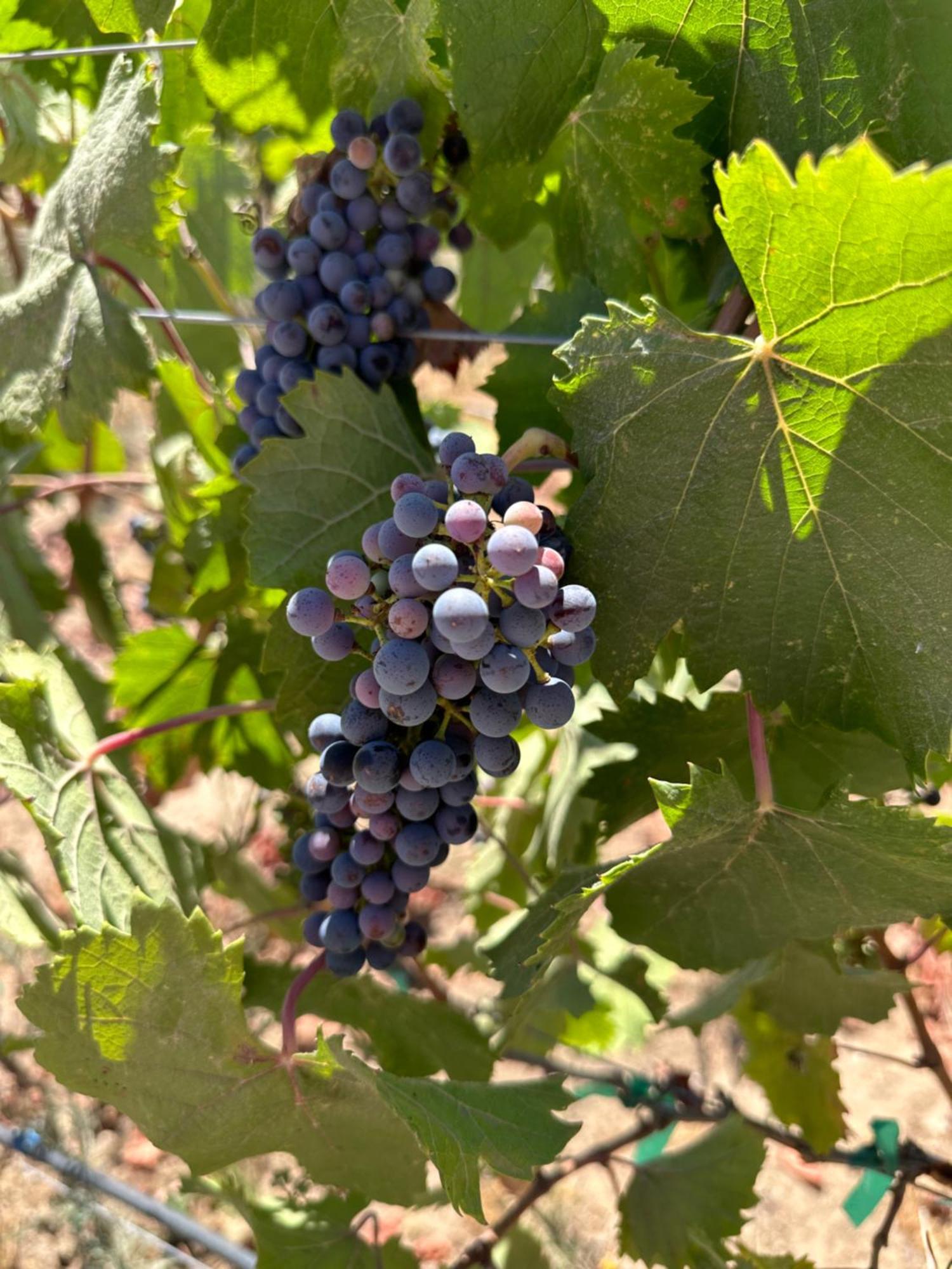 Sol Del Valle Valle de Guadalupe Dış mekan fotoğraf